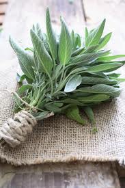  a plant having aromatic grey-green leaves used….Exp...Sage is often used in stuffings. 