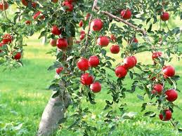 As a child I used to play under the apple tree in my grandmas garden